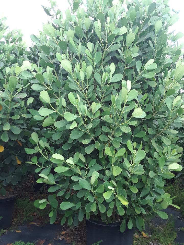 clusia-guttifera-small-leaf-clusia