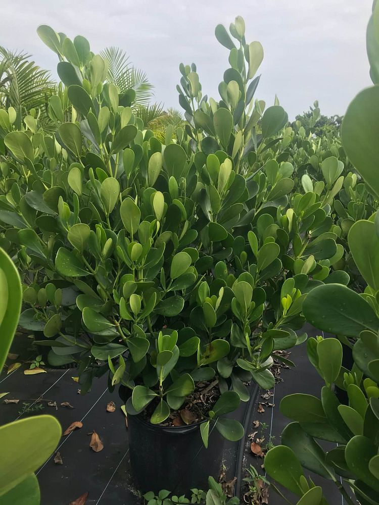 clusia-guttifera-small-leaf-clusia