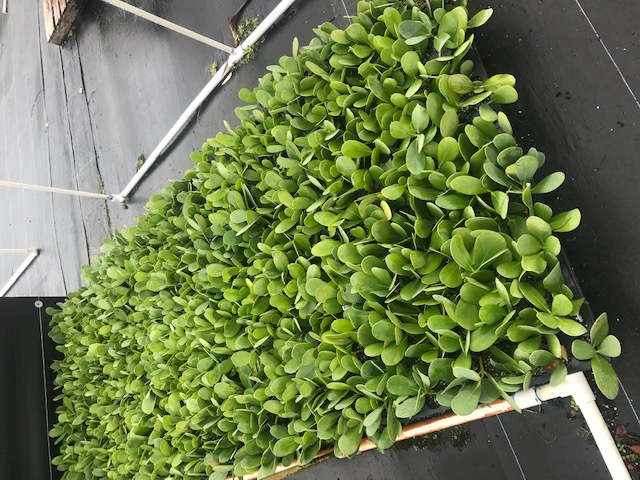 clusia-guttifera-small-leaf-clusia