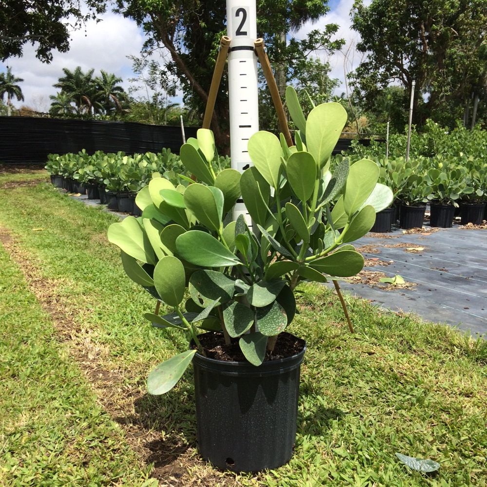 clusia-guttifera-small-leaf-clusia