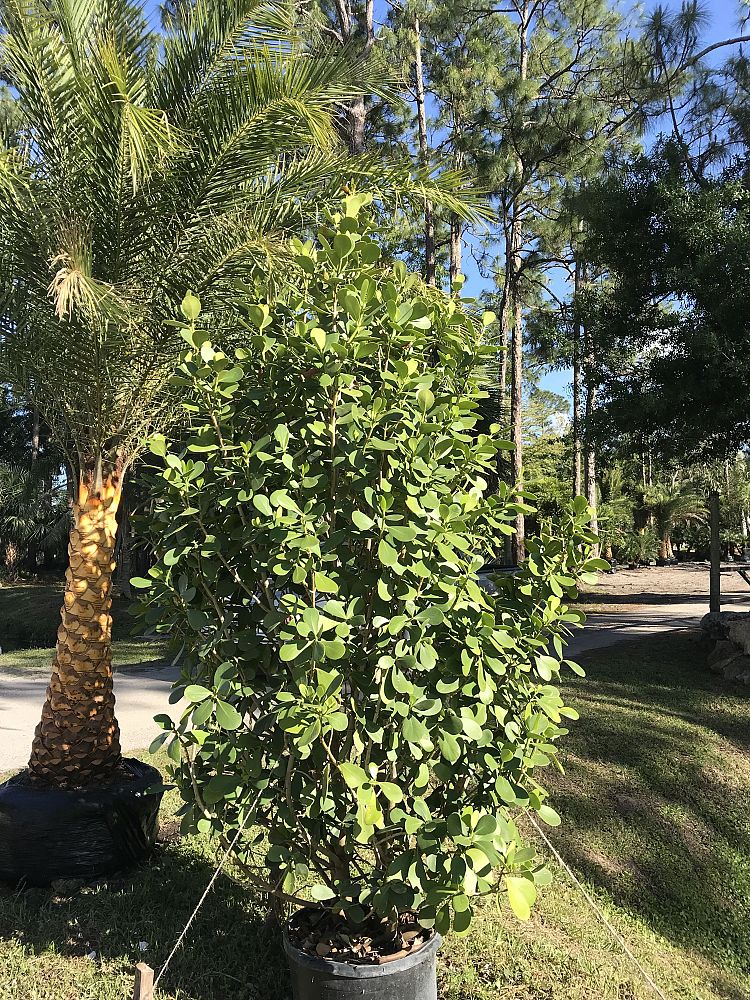 clusia-guttifera-small-leaf-clusia