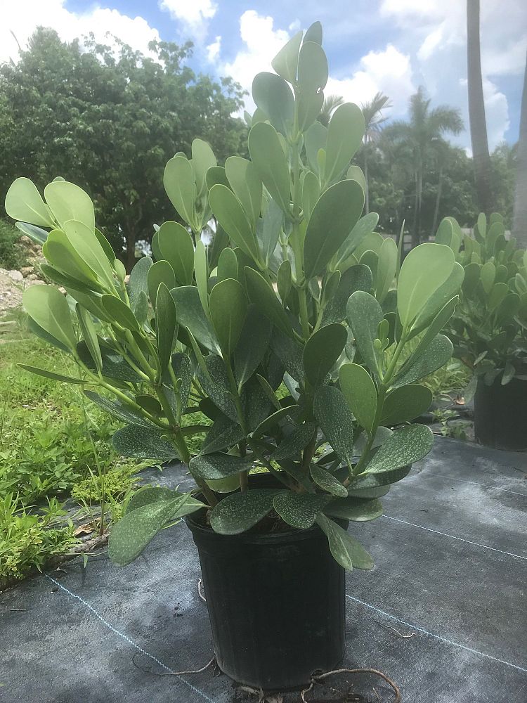 clusia-guttifera-small-leaf-clusia