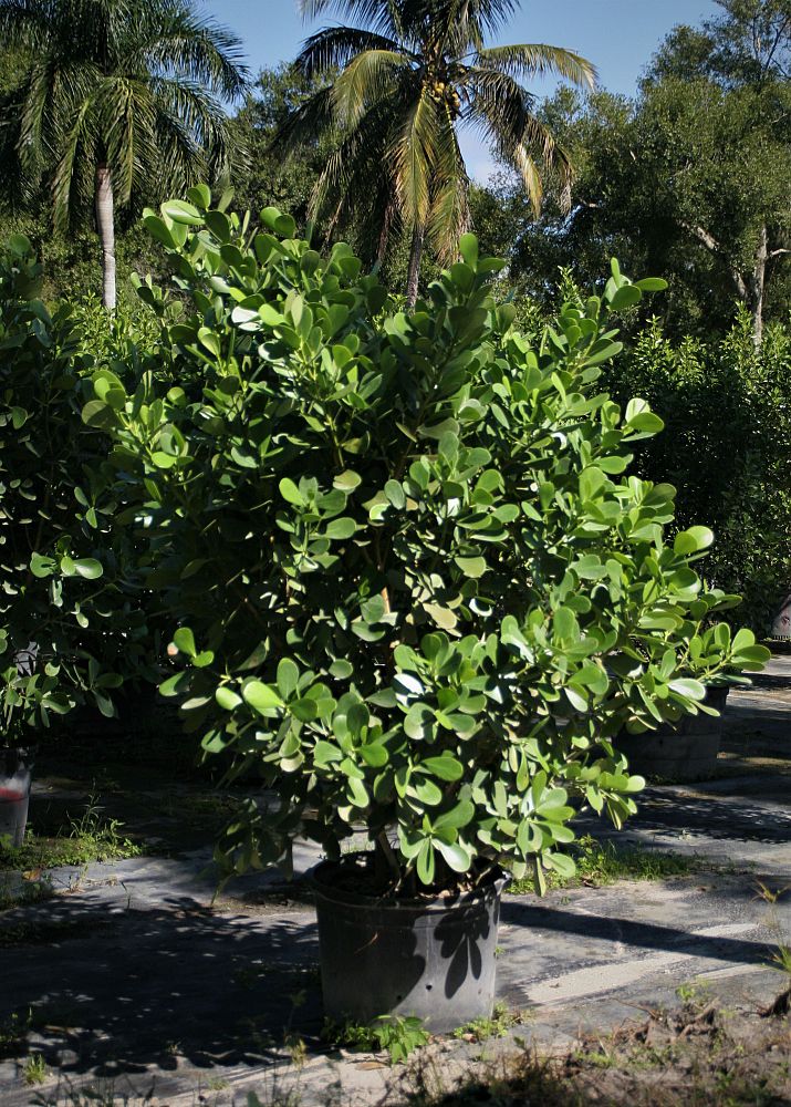 clusia-guttifera-small-leaf-clusia
