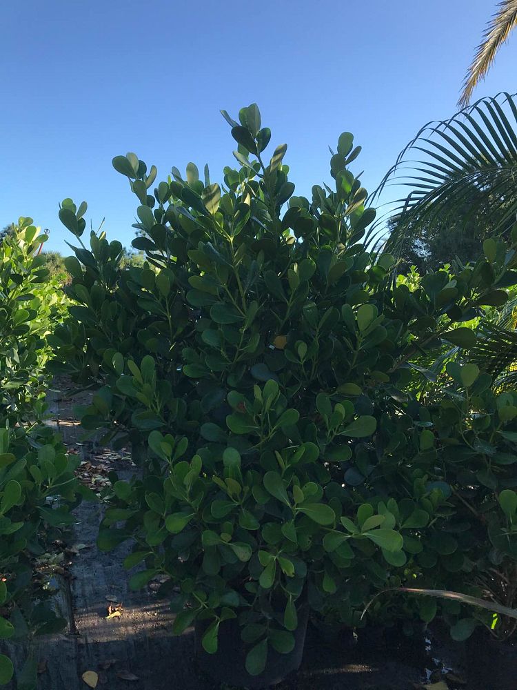 clusia-guttifera-small-leaf-clusia