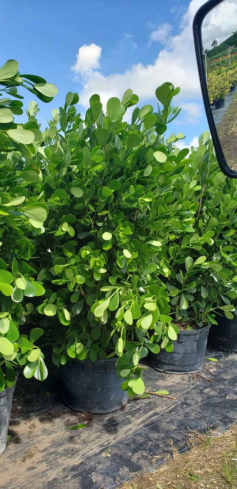 clusia-guttifera-small-leaf-clusia