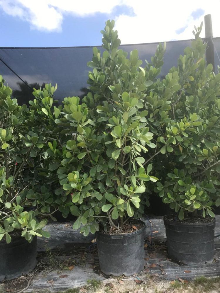 clusia-guttifera-small-leaf-clusia