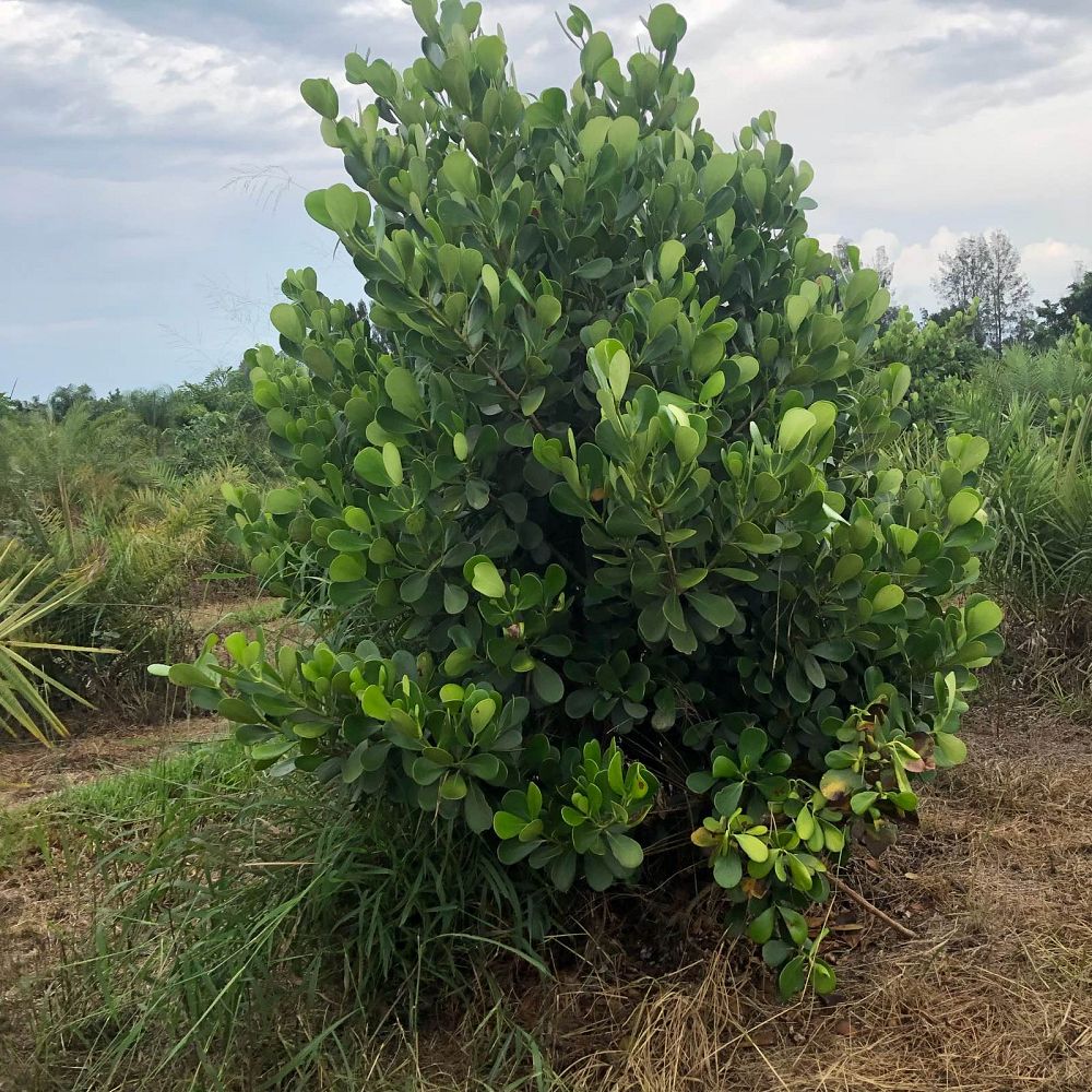 clusia-guttifera-small-leaf-clusia