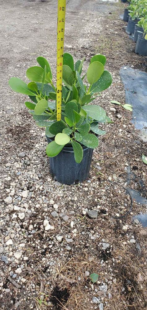 clusia-guttifera-small-leaf-clusia