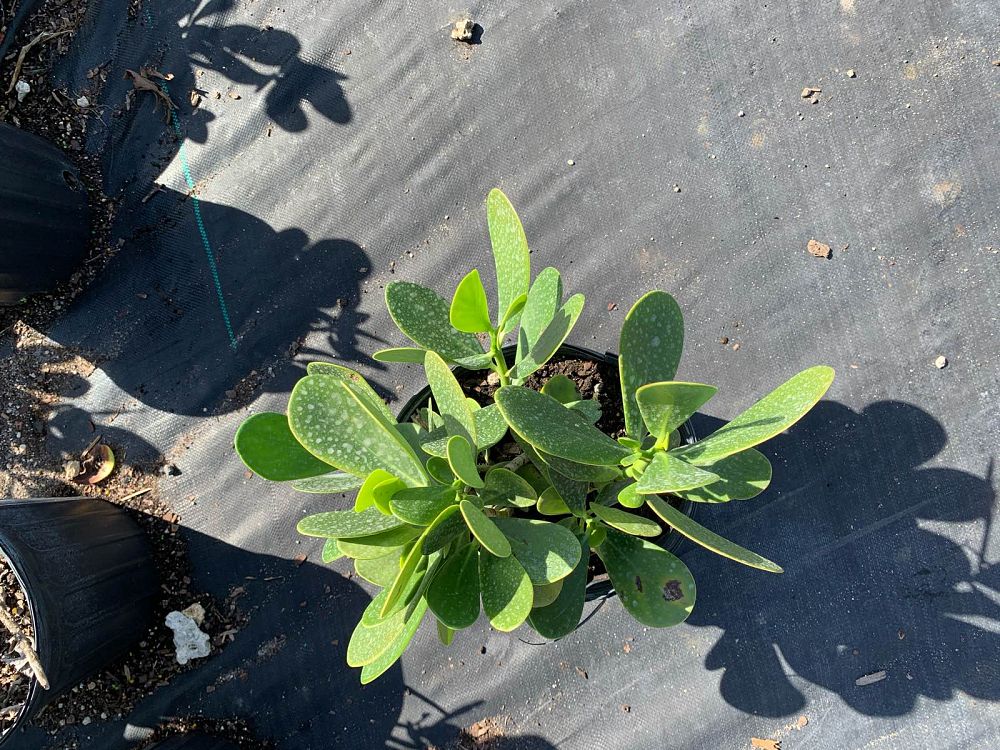 clusia-guttifera-small-leaf-clusia