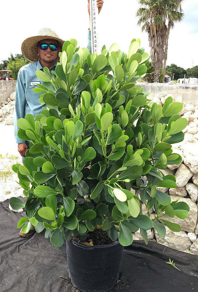clusia-guttifera-small-leaf-clusia