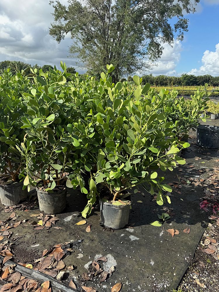 clusia-guttifera-small-leaf-clusia