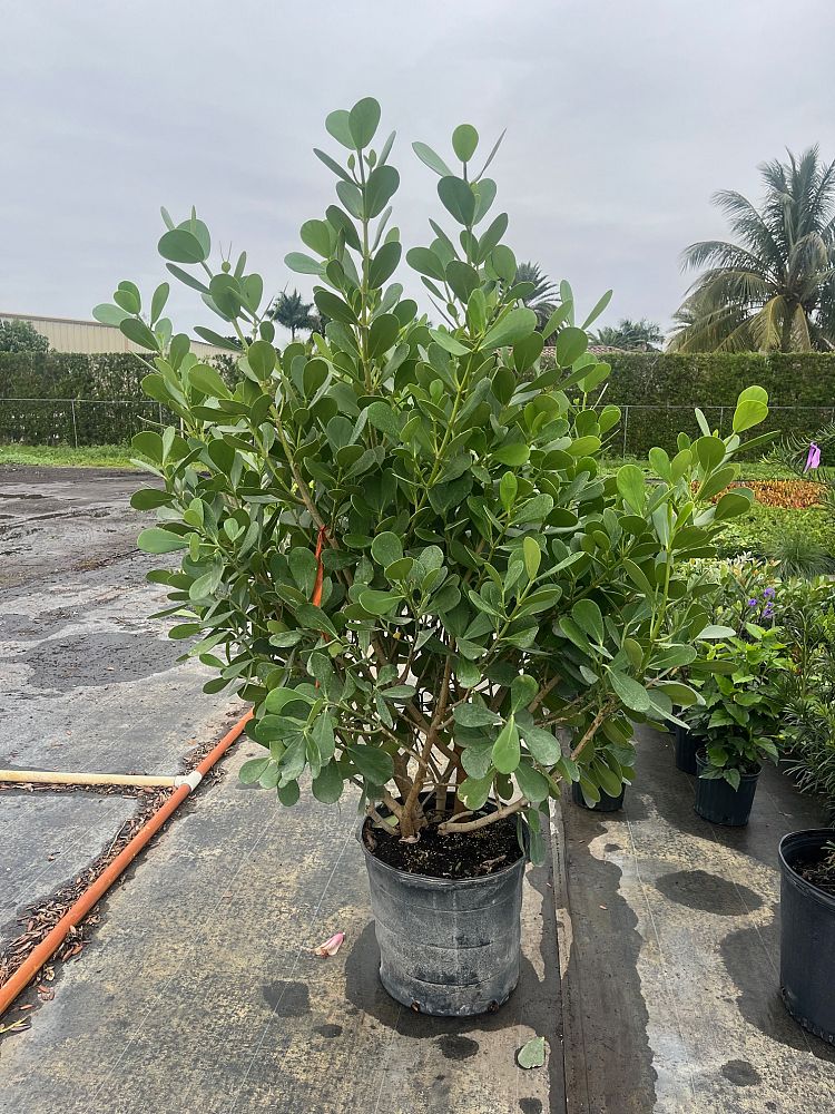 clusia-guttifera-small-leaf-clusia