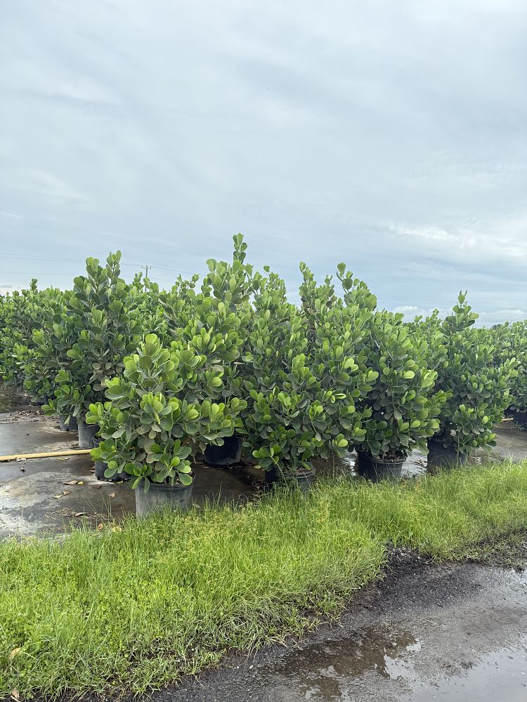 clusia-guttifera-small-leaf-clusia