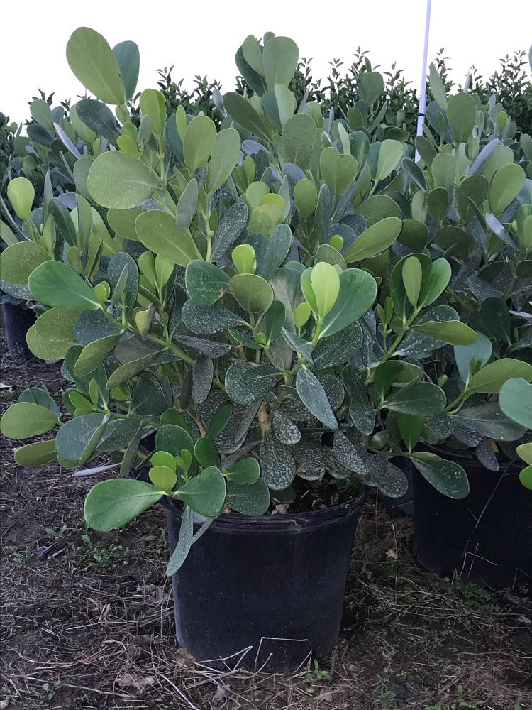 clusia-guttifera-small-leaf-clusia