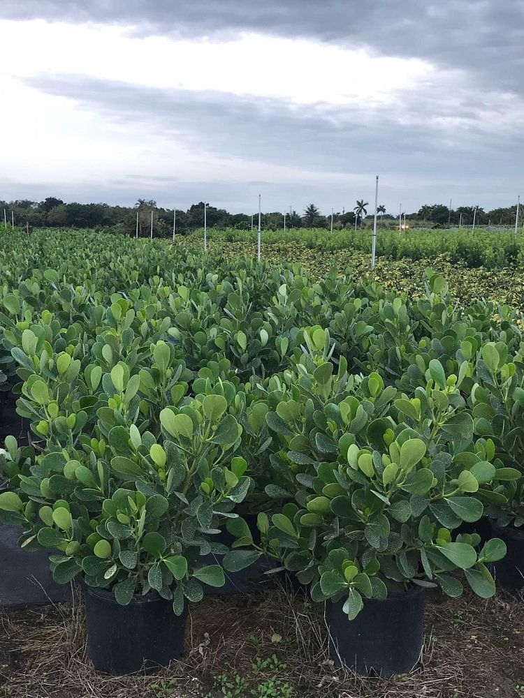clusia-guttifera-small-leaf-clusia