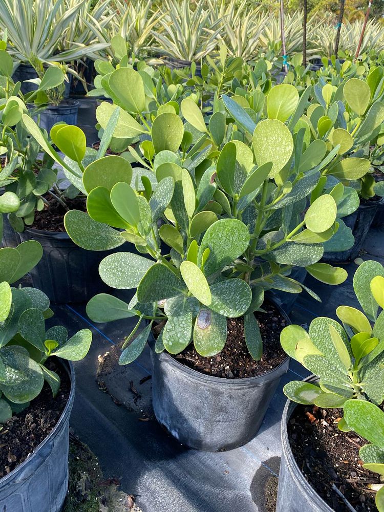 clusia-guttifera-small-leaf-clusia