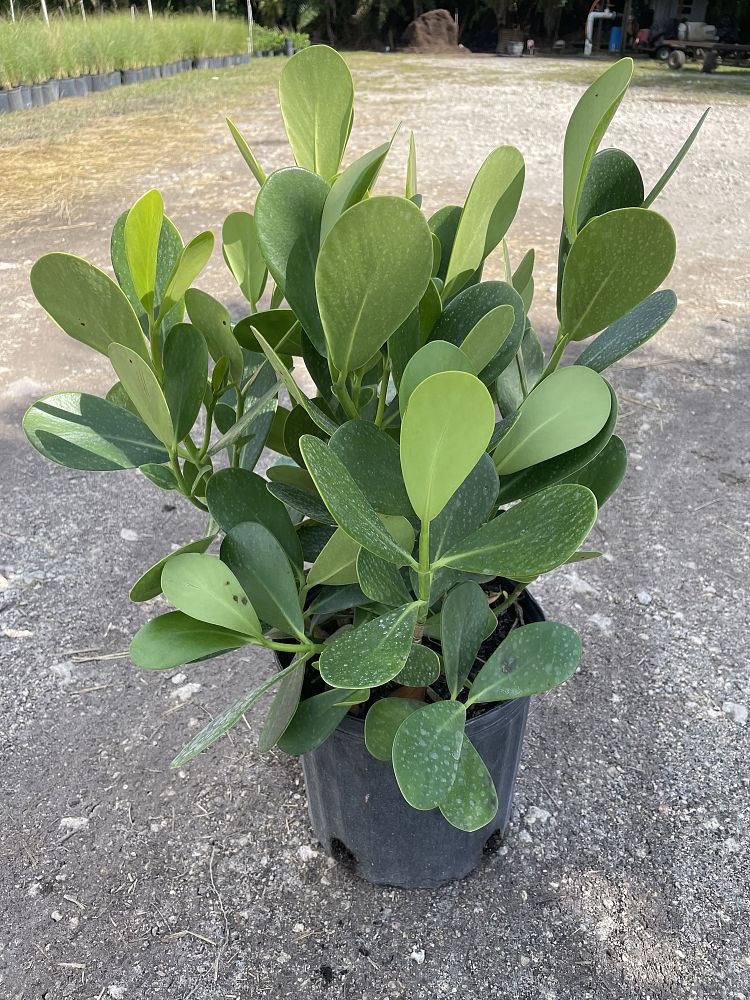 clusia-guttifera-small-leaf-clusia