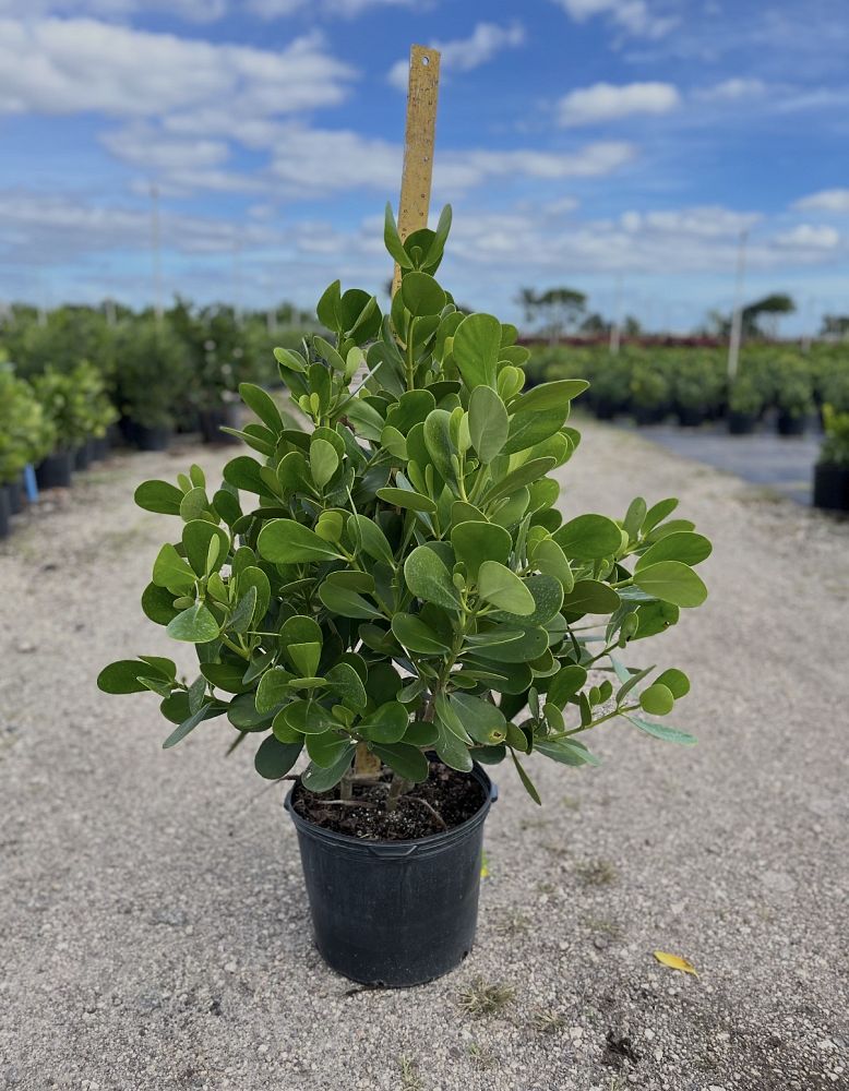 clusia-guttifera-small-leaf-clusia