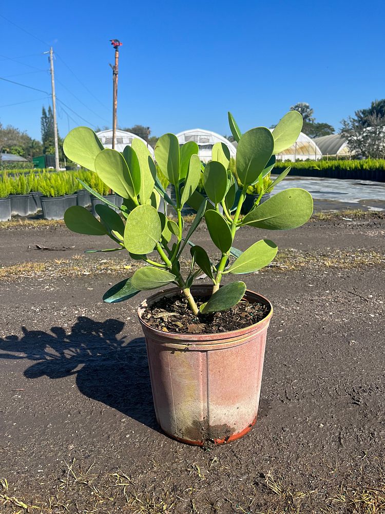 clusia-guttifera-small-leaf-clusia