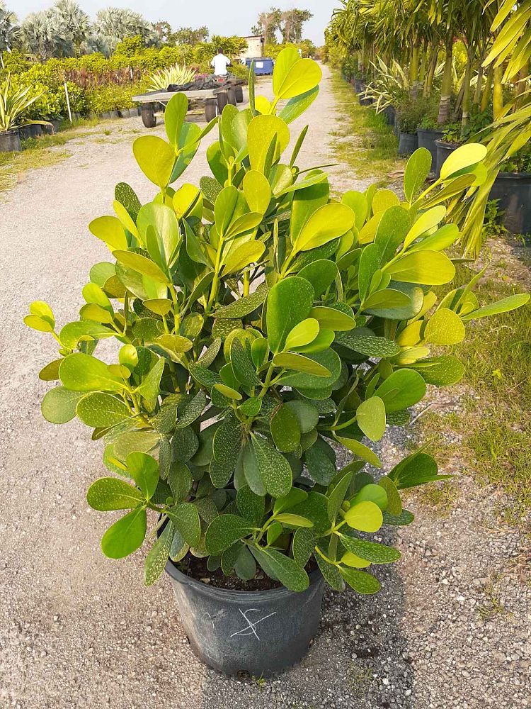 clusia-guttifera-small-leaf-clusia