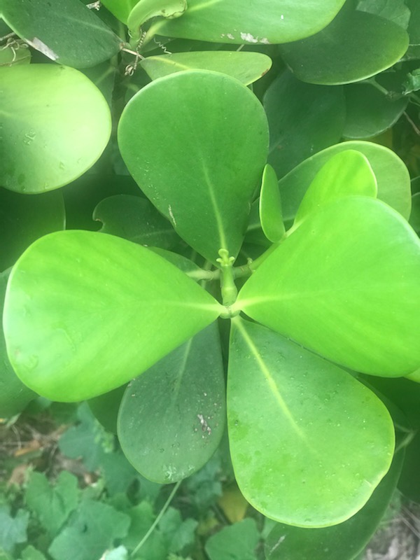 clusia-guttifera-small-leaf-clusia