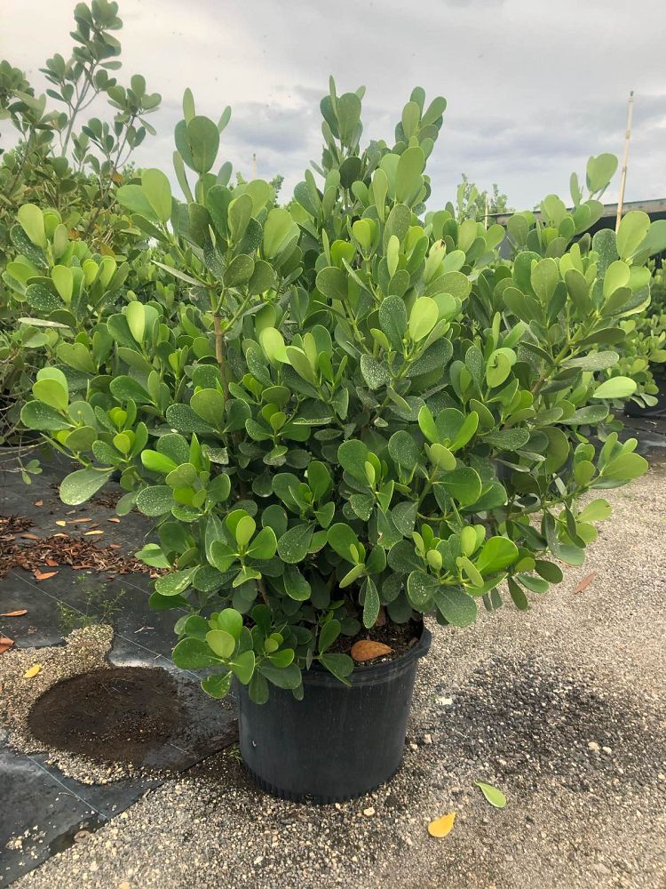 clusia-guttifera-small-leaf-clusia