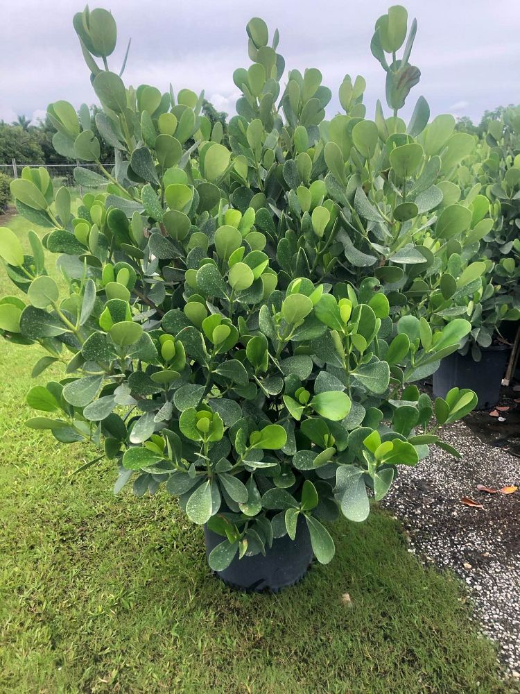 clusia-guttifera-small-leaf-clusia