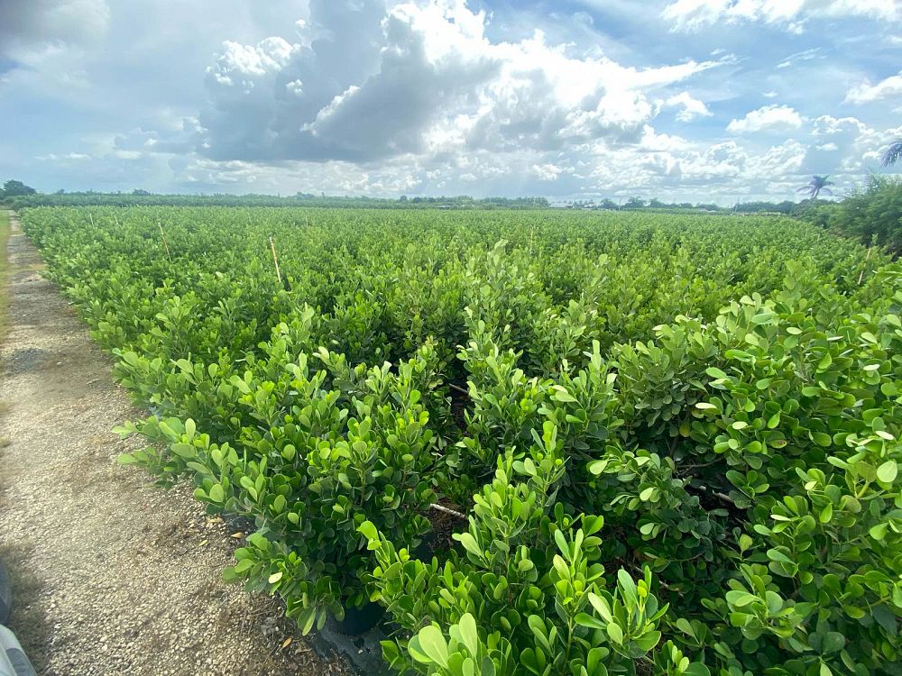 clusia-guttifera-small-leaf-clusia