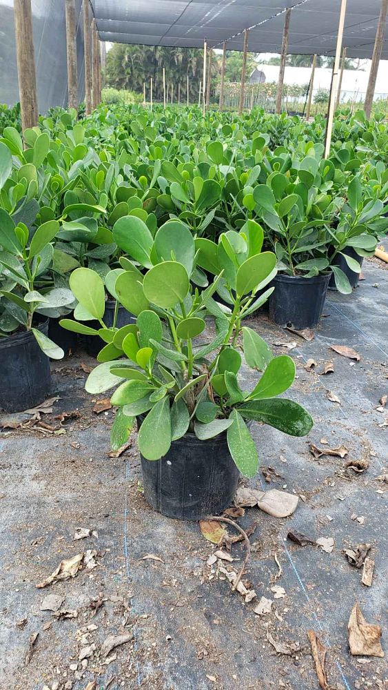clusia-guttifera-small-leaf-clusia