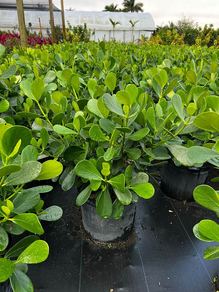 clusia-guttifera-small-leaf-clusia