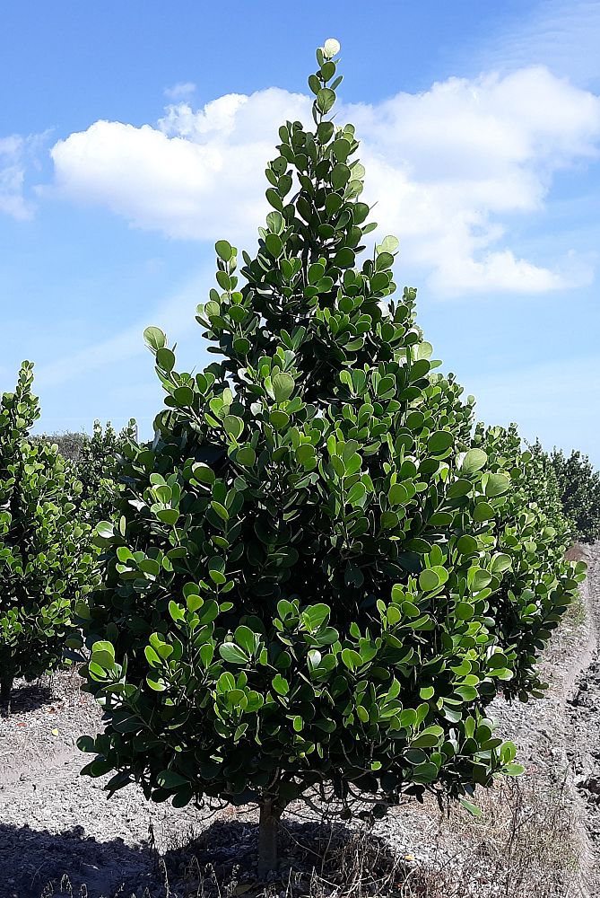 clusia-guttifera-small-leaf-clusia