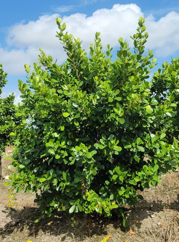 clusia-guttifera-small-leaf-clusia