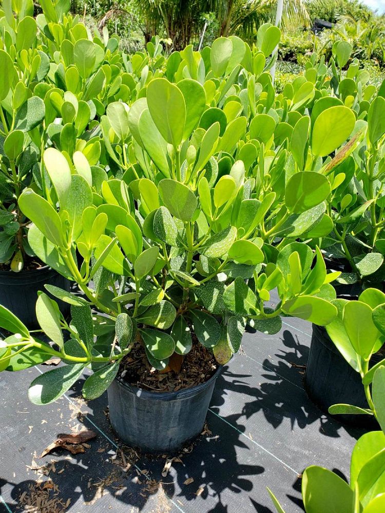 clusia-guttifera-small-leaf-clusia