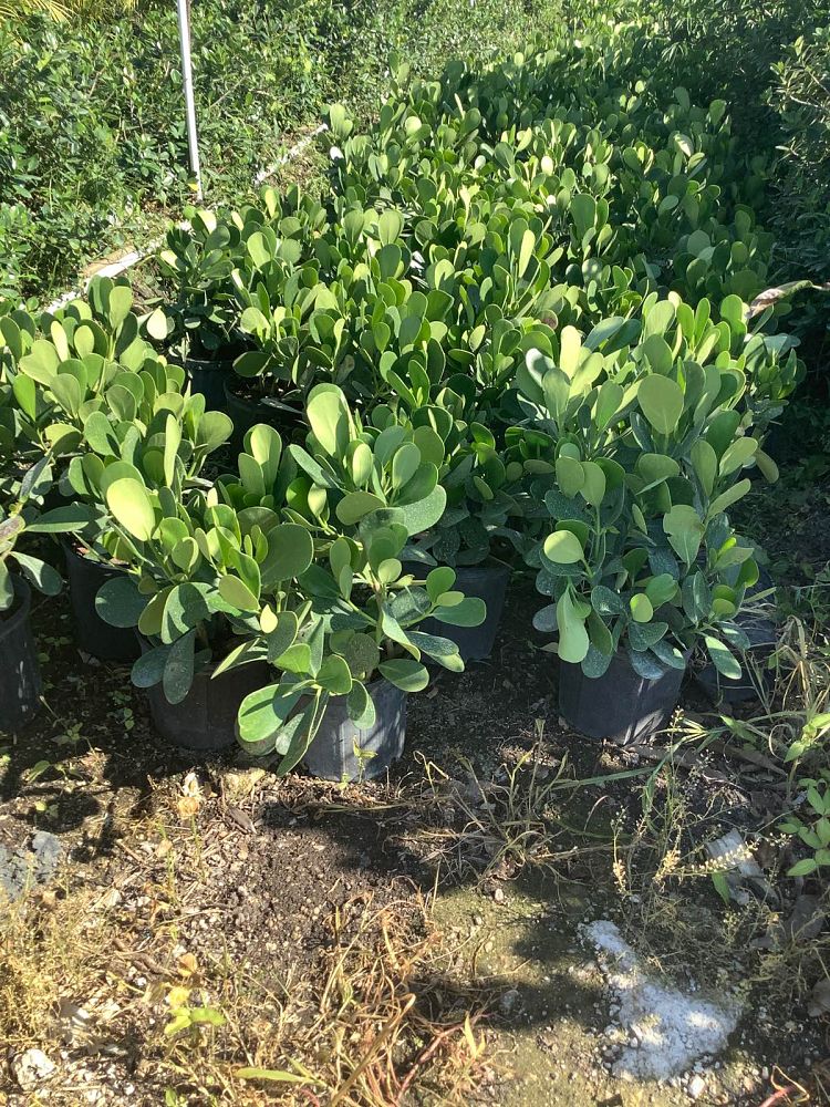clusia-guttifera-small-leaf-clusia