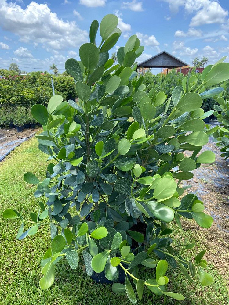 clusia-guttifera-small-leaf-clusia
