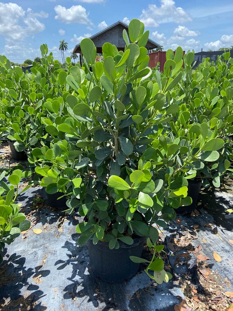 clusia-guttifera-small-leaf-clusia