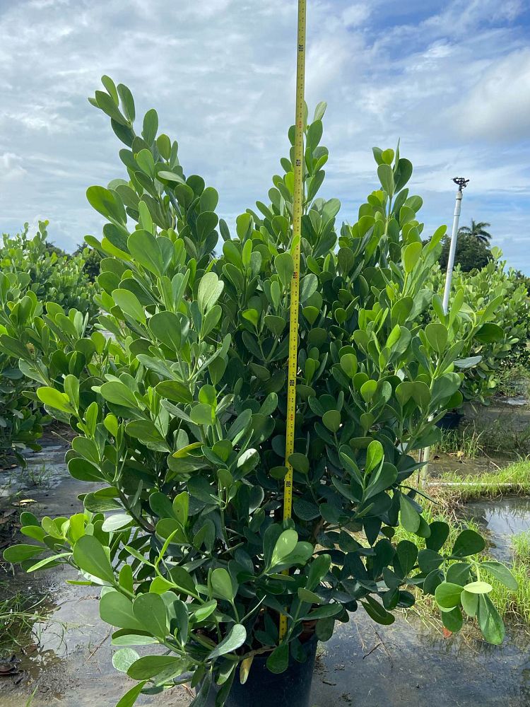 clusia-guttifera-small-leaf-clusia
