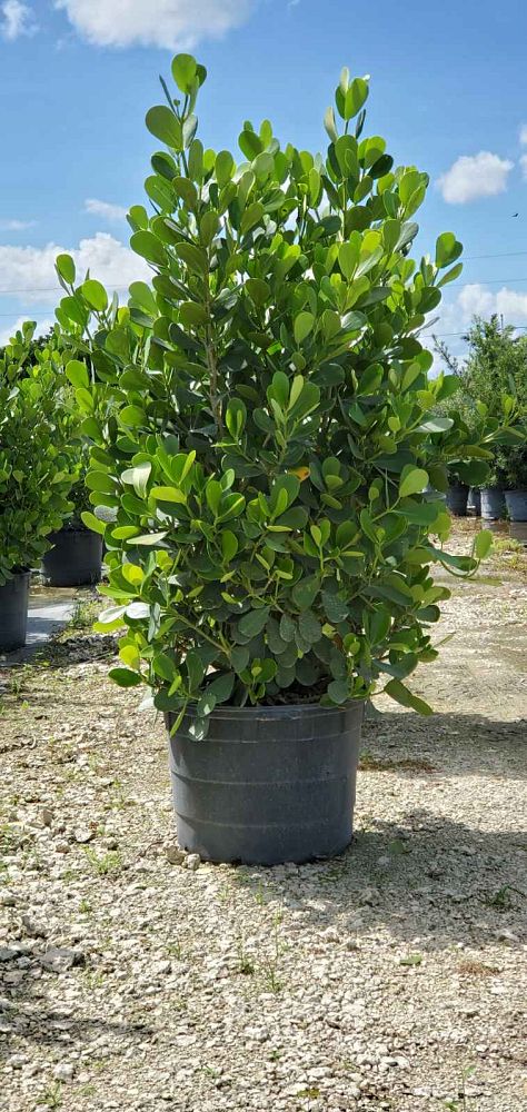 clusia-guttifera-small-leaf-clusia