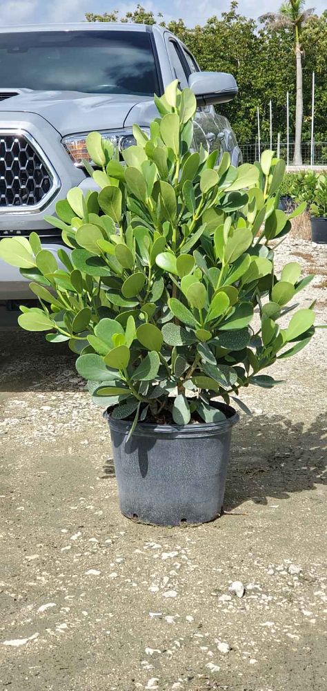clusia-guttifera-small-leaf-clusia