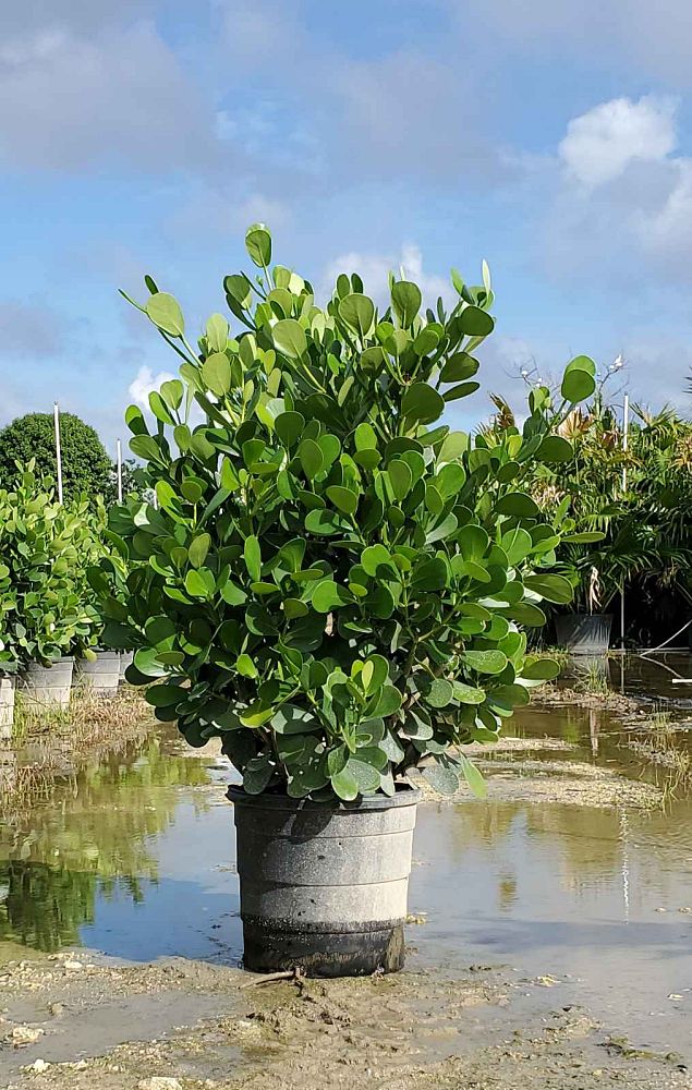 clusia-guttifera-small-leaf-clusia