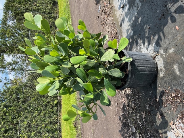 clusia-guttifera-small-leaf-clusia