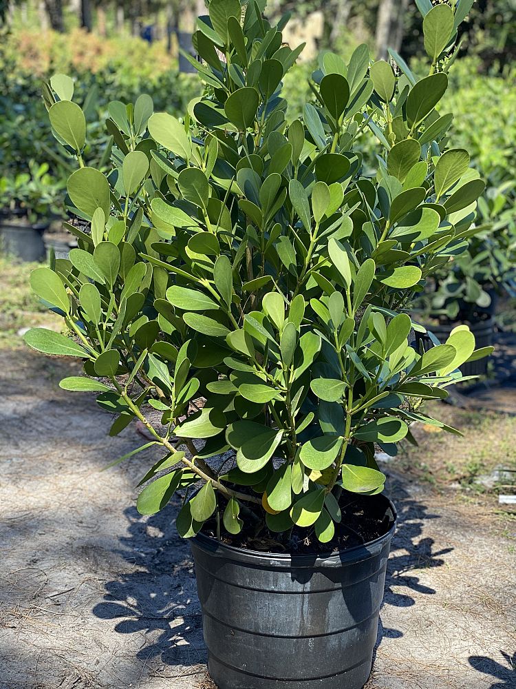 clusia-guttifera-small-leaf-clusia