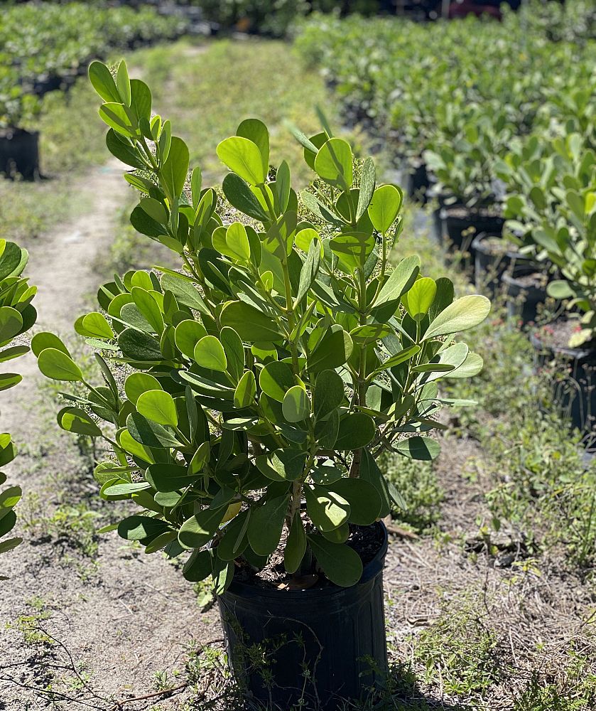 clusia-guttifera-small-leaf-clusia
