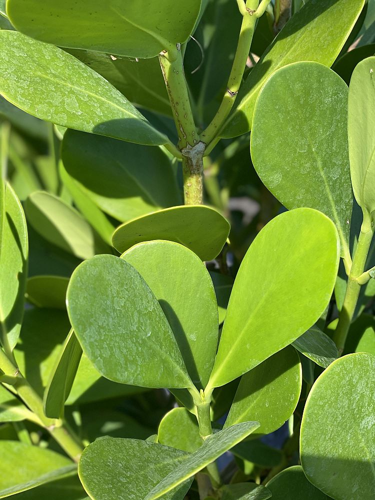 clusia-guttifera-small-leaf-clusia