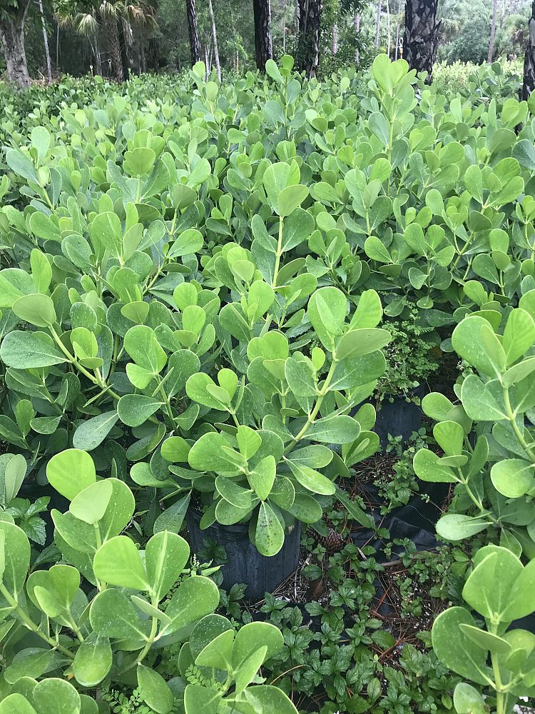 clusia-guttifera-small-leaf-clusia