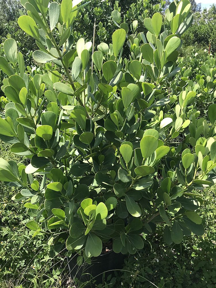clusia-guttifera-small-leaf-clusia