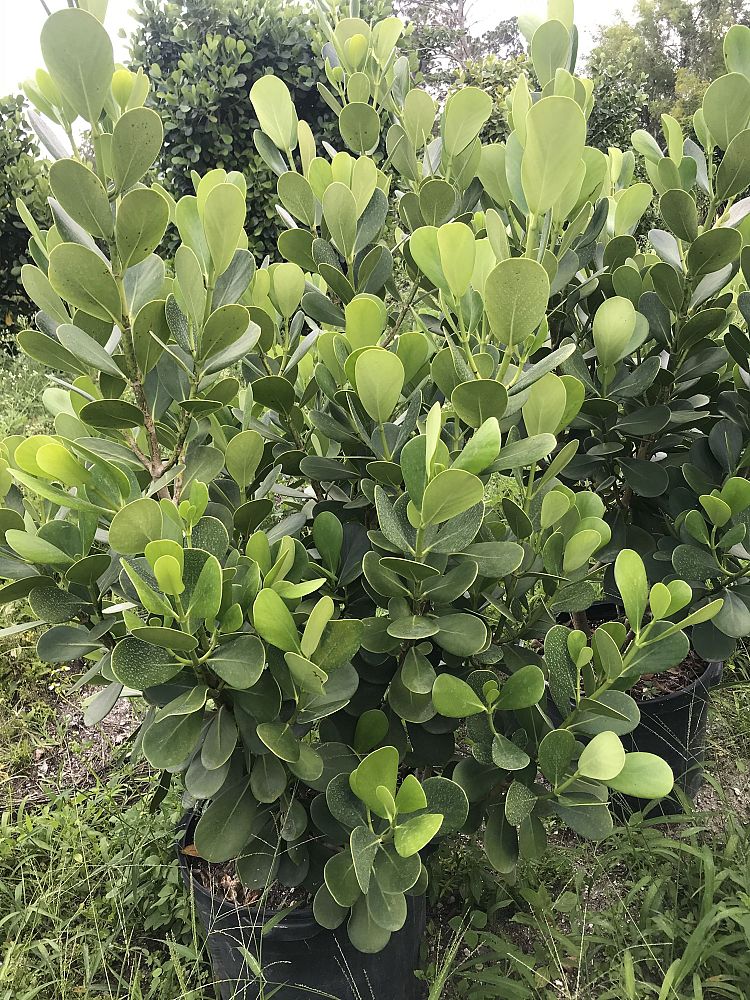 clusia-guttifera-small-leaf-clusia