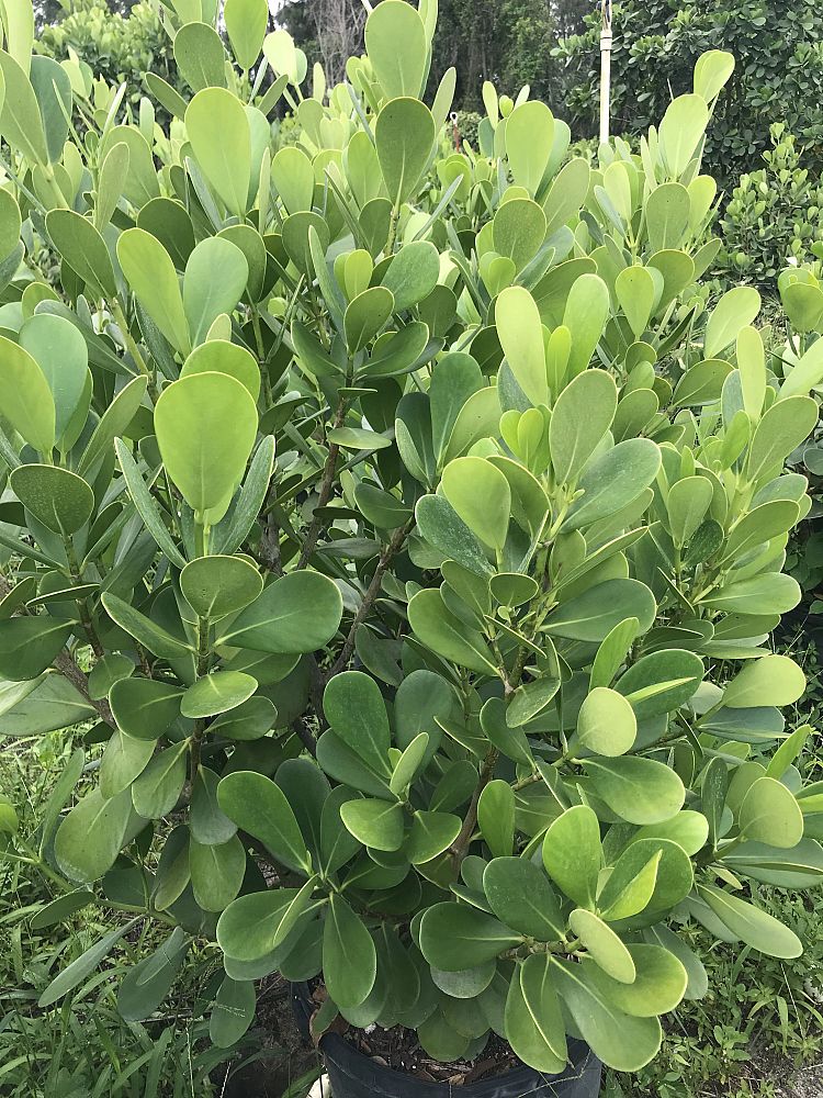 clusia-guttifera-small-leaf-clusia