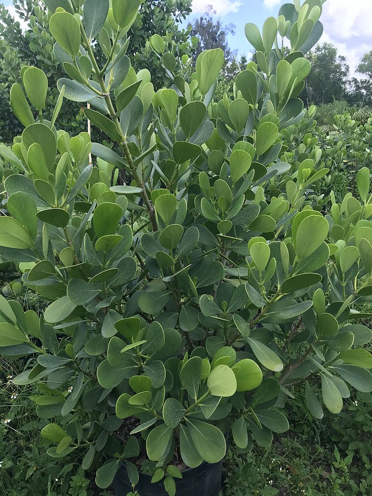 clusia-guttifera-small-leaf-clusia
