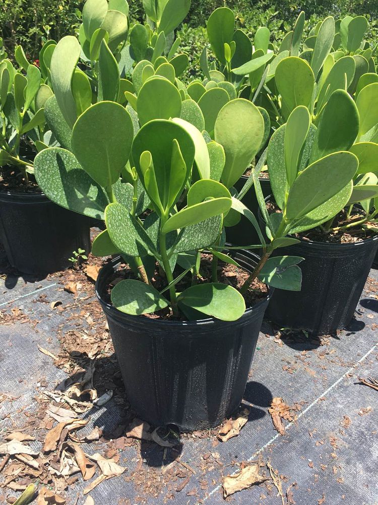 clusia-guttifera-small-leaf-clusia